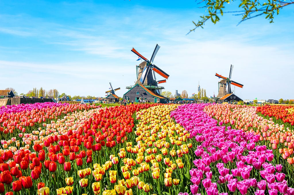 Colourful Dutch tulip field with windmills